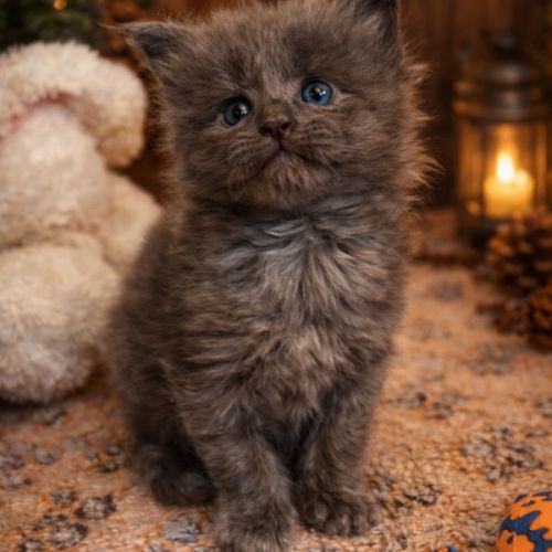 A réserver chatons maine coon loof #1