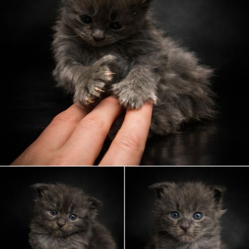 A réserver chatons maine coon loof #3