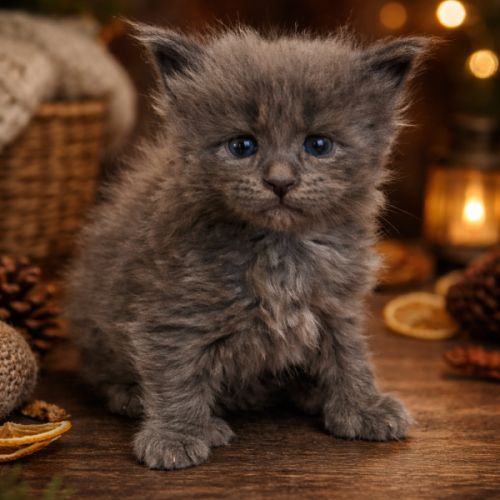 A réserver chatons maine coon loof #4