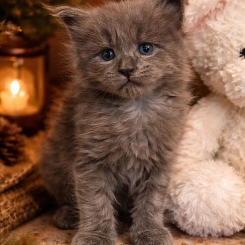 A réserver chatons maine coon loof