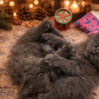 A réserver chatons maine coon loof #2