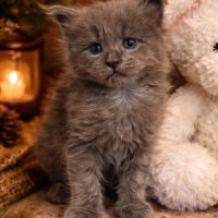 A réserver chatons maine coon loof #0