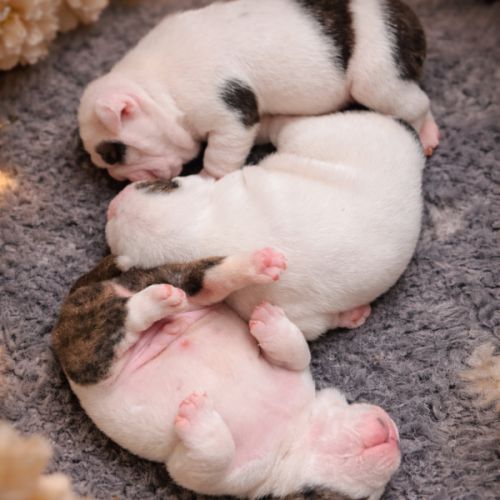 A réserver chiots bulldog anglais lof #1