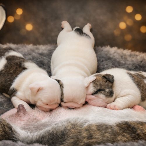 A réserver chiots bulldog anglais lof #0