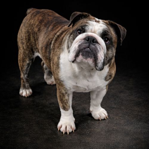 A réserver chiots bulldog anglais lof #3