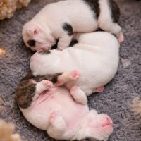 A réserver chiots bulldog anglais lof #1