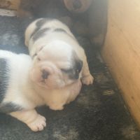 A réserver chiots bulldog anglais lof #4