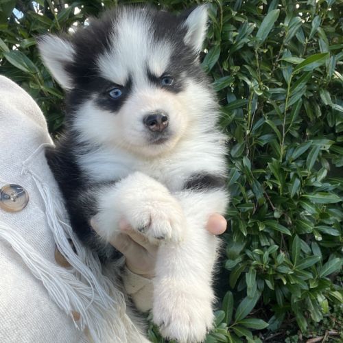 Pomsky pomsky #0