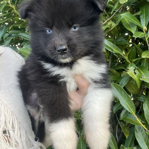 Chiot pomsky #1