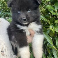 Chiot pomsky #1