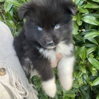 Chiot pomsky #2