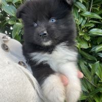 Chiot pomsky