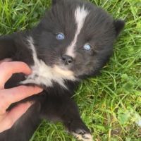 Pomsky chiot #3