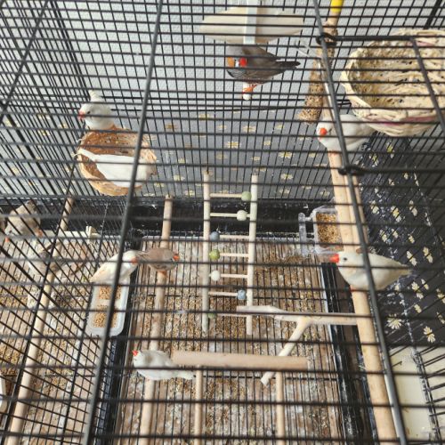 Vend oiseaux mandarins #1