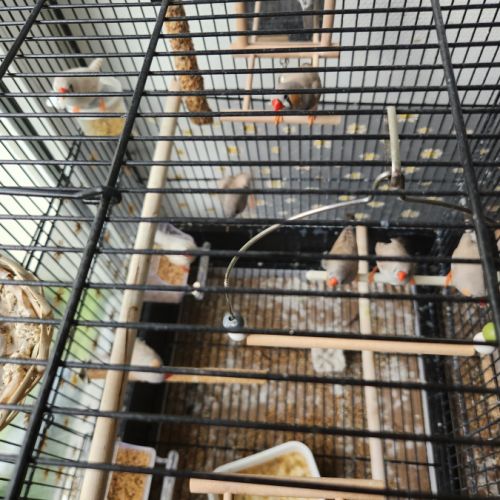 Vend oiseaux mandarins #0