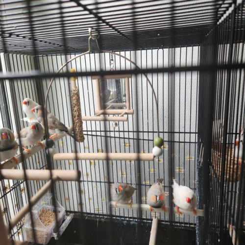 Vend oiseaux mandarins #4