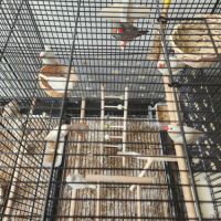 Vend oiseaux mandarins #1