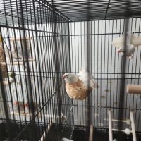 Vend oiseaux mandarins #3