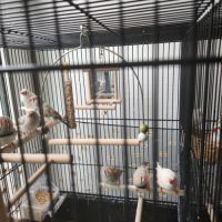 Vend oiseaux mandarins #4