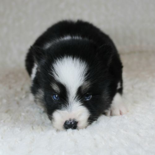 Chiots pomsky f5 lignée américaine aux yeux bleus #1