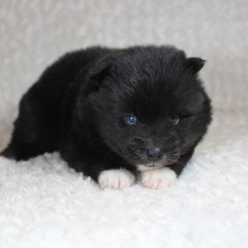 Chiots pomsky f5 lignée américaine aux yeux bleus #2