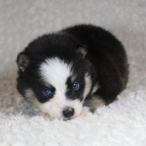 Chiots pomsky f5 lignée américaine aux yeux bleus #3