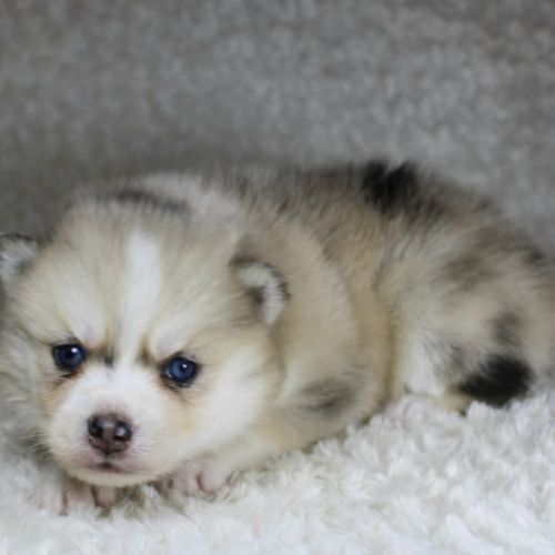 Chiots pomsky f5 lignée américaine aux yeux bleus #0