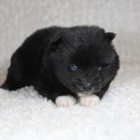 Chiots pomsky f5 lignée américaine aux yeux bleus #2