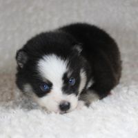 Chiots pomsky f5 lignée américaine aux yeux bleus #3