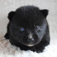 Chiots pomsky f5 lignée américaine aux yeux bleus #4