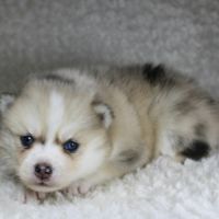 Chiots pomsky f5 lignée américaine aux yeux bleus
