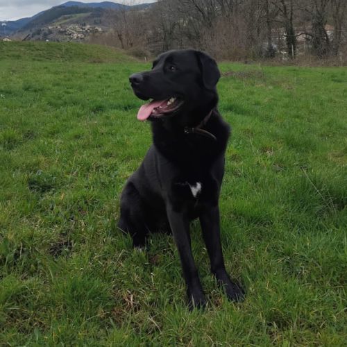 Vasco à l'adoption #0