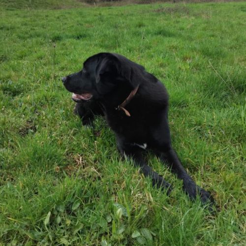 Vasco à l'adoption #2