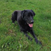 Vasco à l'adoption #3