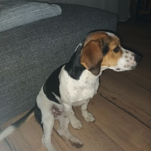 Beagle croisé jack russell #3