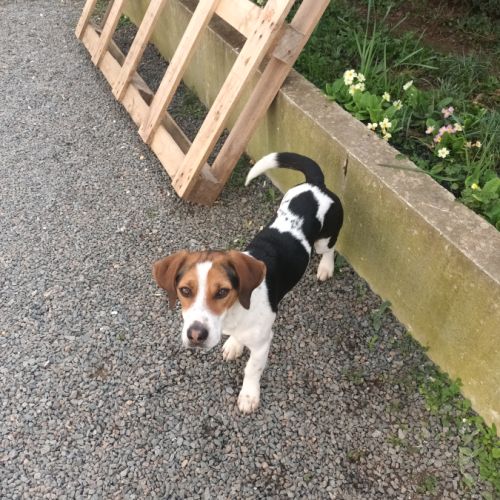 Beagle croisé jack russell #0