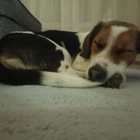 Beagle croisé jack russell #1