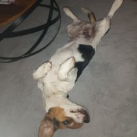 Beagle croisé jack russell #2