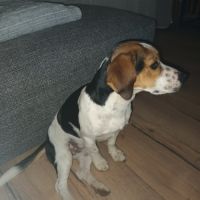 Beagle croisé jack russell #3