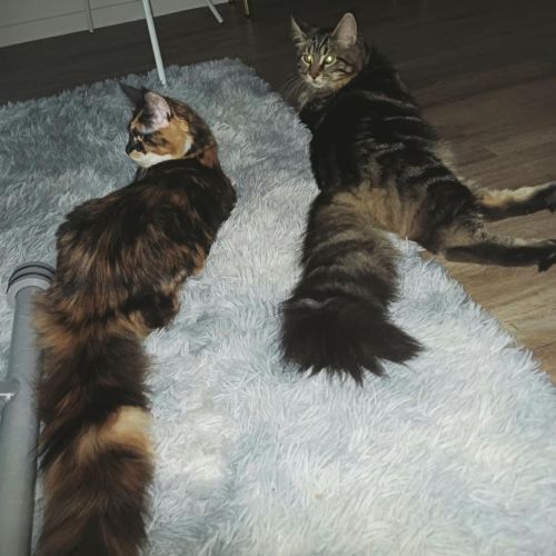 Chaton male maine coon loof #5