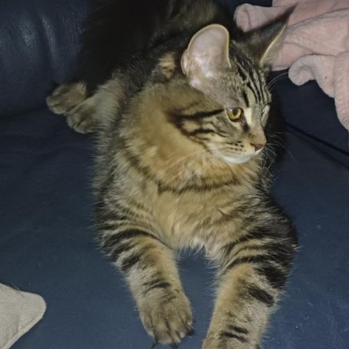 Chaton male maine coon loof #6