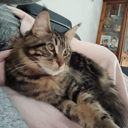 Chaton male maine coon loof #8