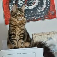 Chaton male maine coon loof #1