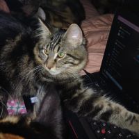 Chaton male maine coon loof