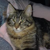 Chaton male maine coon loof #4