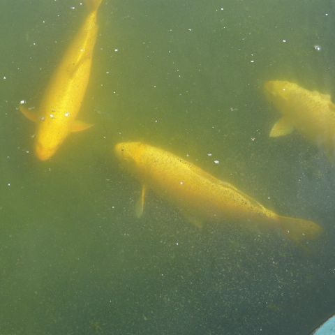 4 belles koïs kigoi #2