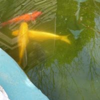 4 belles koïs kigoi