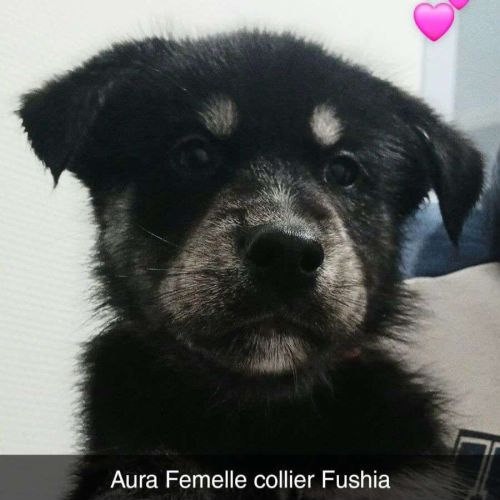 7 chiots croises husky/berger #1