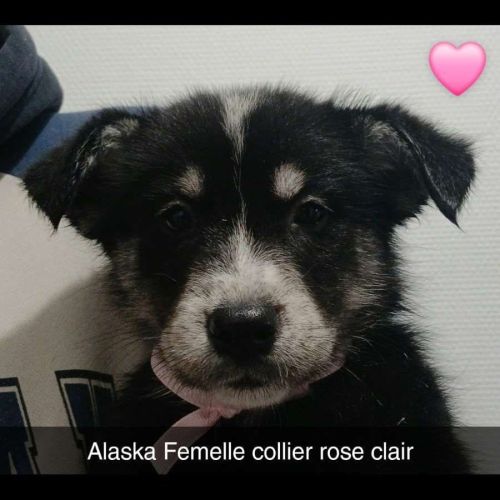 7 chiots croises husky/berger #3