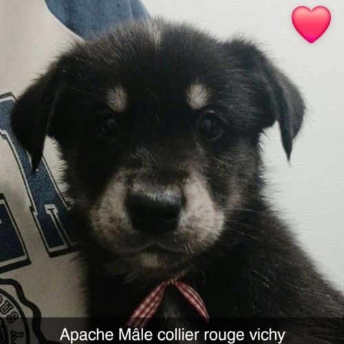 7 chiots croises husky/berger #4